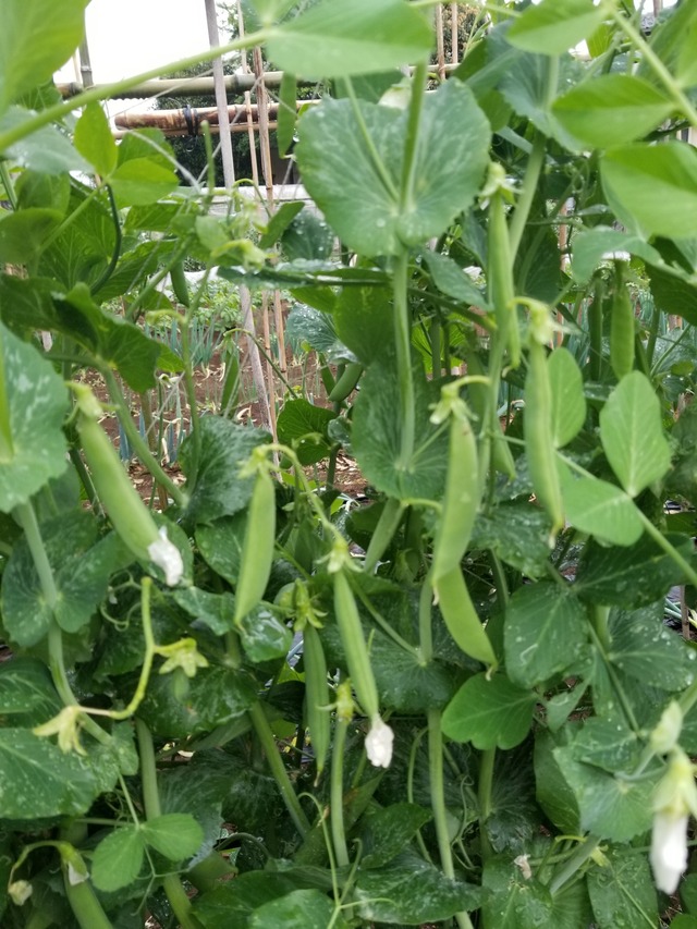 20230426_074524_copy_1512x2016