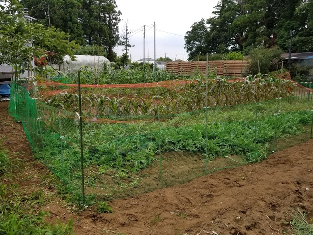 20200627_162455_copy_2268x1701