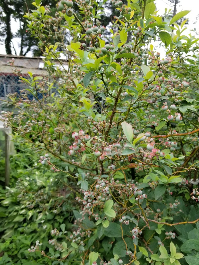 20200604_091048_copy_2268x3024