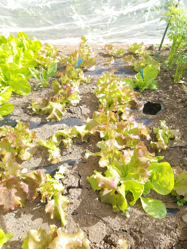 IMG_20231024_103332_copy_1512x2016