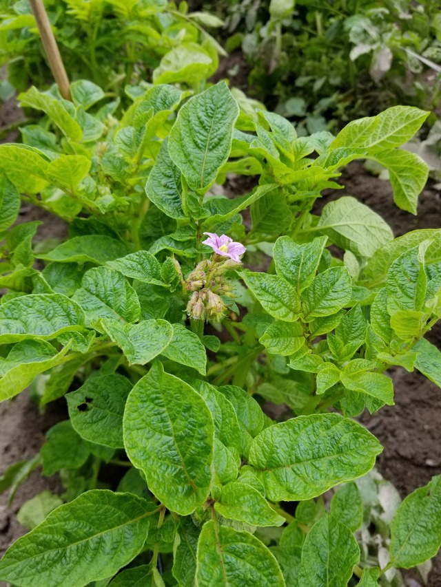 20220517_072200_copy_2268x3024