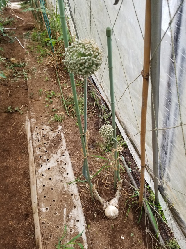 20230530_074642_copy_1512x2016