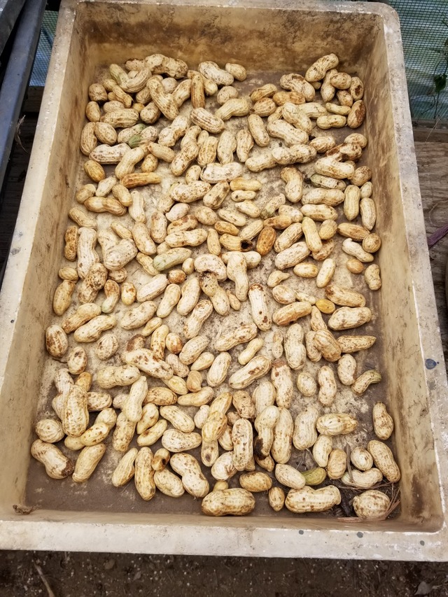 落花生の種の確保 のじさんの徒然草