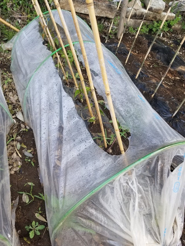 20230510_085037_copy_1512x2016