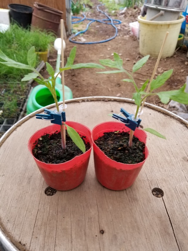 トマトの接ぎ木 やり方修正 のじさんの徒然草