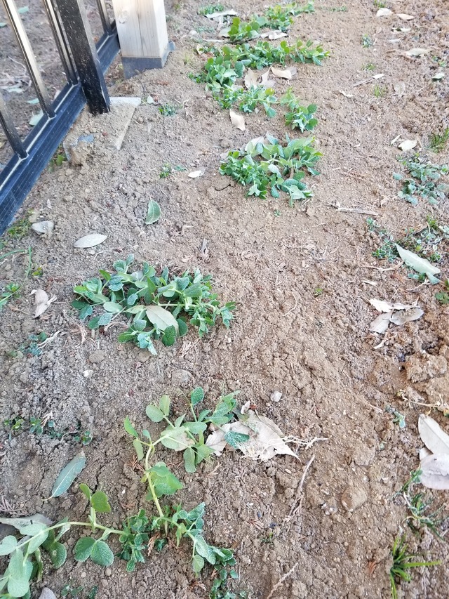 20220119_081138_copy_2268x3024