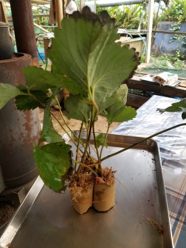 20230814_081801_copy_1512x2016