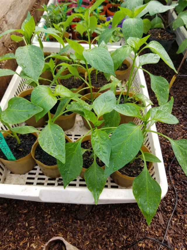 20230416_134914_copy_1512x2016