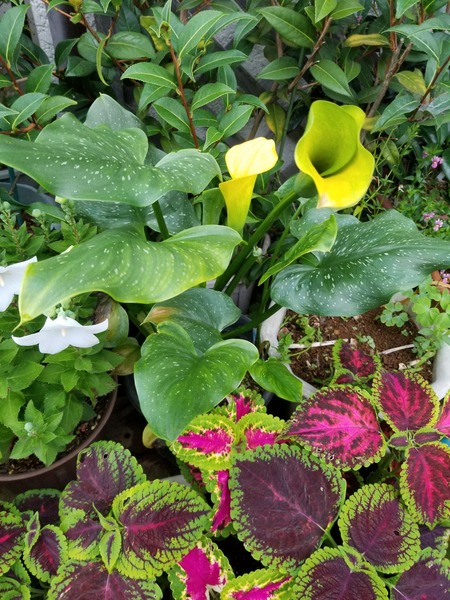 20190706_181420-1620x2160