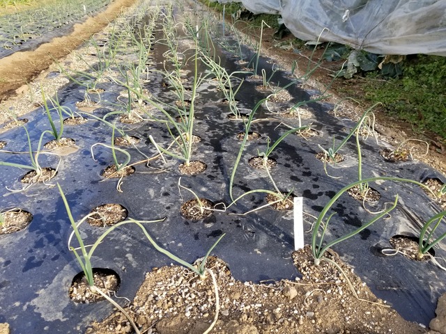 20210106_083554_copy_3024x2268