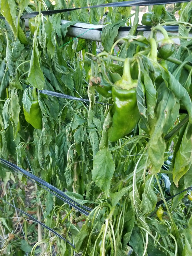 20201216_072929_copy_2268x3024