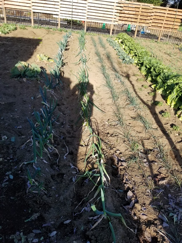 友人の畑 鶏糞大量栽培 のじさんの徒然草