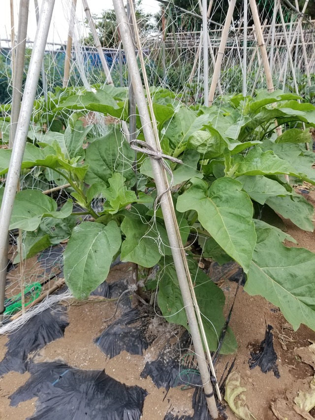 20210625_084921_copy_2268x3024