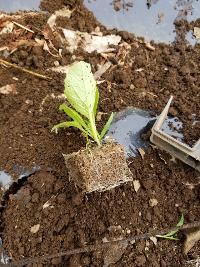 白菜の定植と取り外し可能なセルトレイ のじさんの徒然草 白菜の定植と取り外し可能なセルトレイ のじさんの徒然草