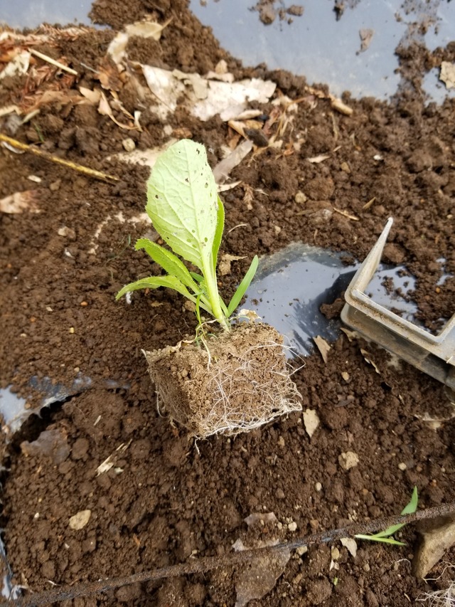 白菜の定植と取り外し可能なセルトレイ のじさんの徒然草