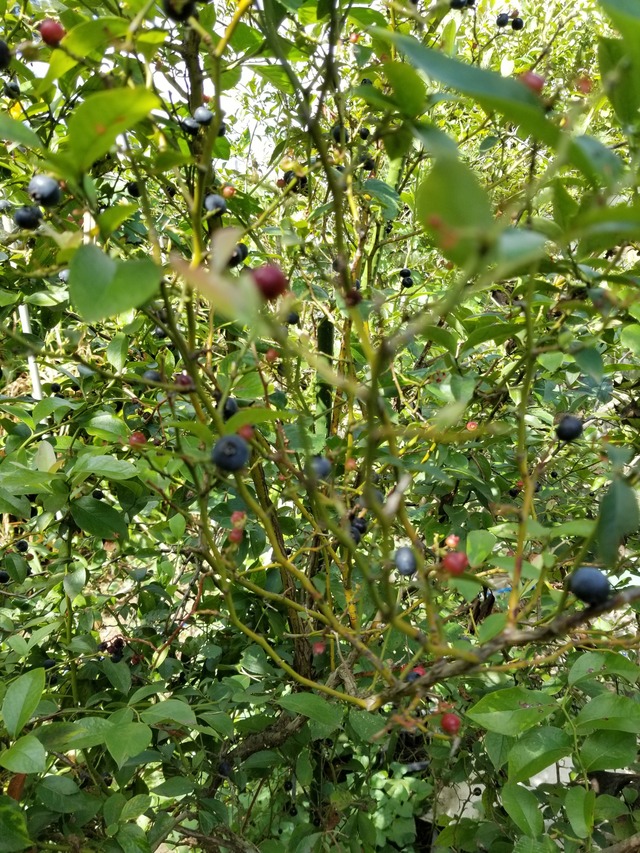 20200827_085337_copy_2268x3024