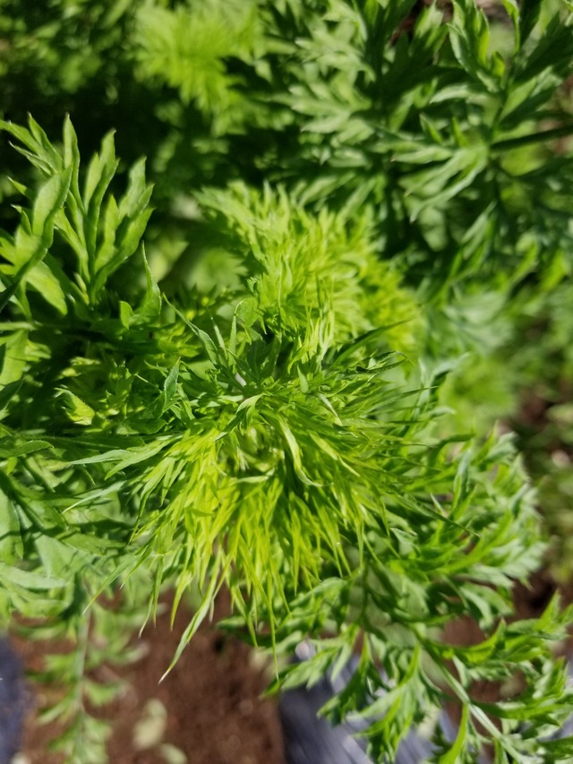 20230417_075954_copy_1512x2016