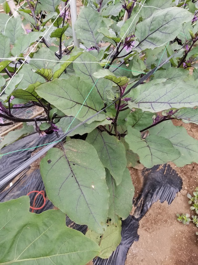 20210625_085115_copy_2268x3024