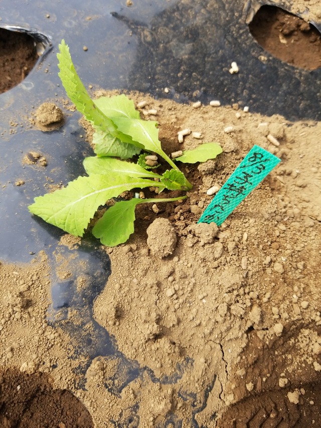 IMG_20230828_134725_copy_1512x2016