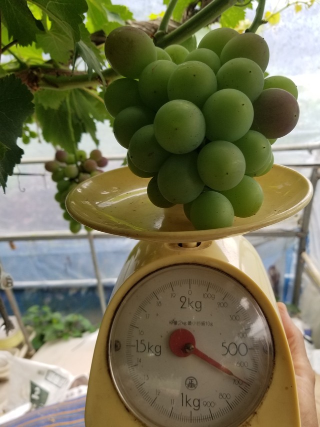 20230708_085534_copy_1512x2016