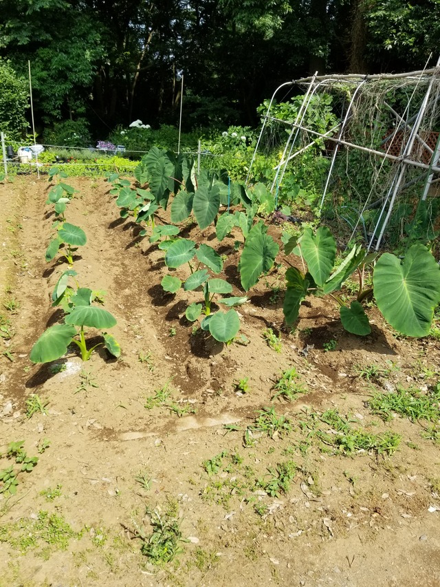 20210615_085737_copy_2268x3024