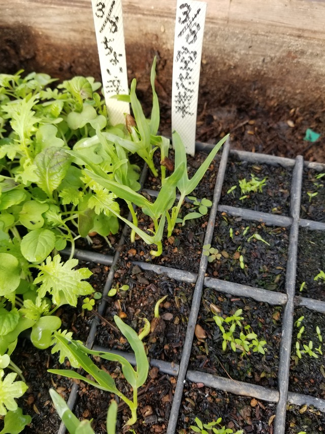 20200326_091615_copy_3024x4032