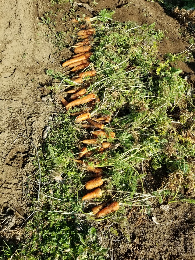 20210206_094435_copy_3024x4032