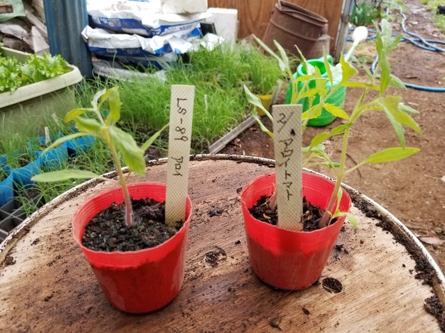 20200305_082742-3024x2268