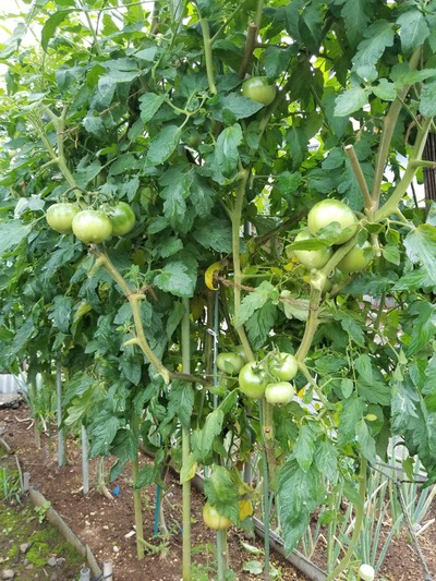 20190629_165925-1620x2160