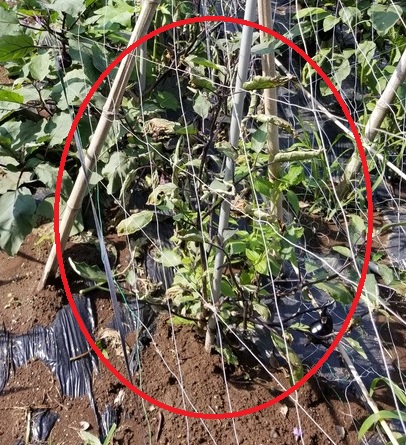 ナスの半身萎凋病と秋用ナス のじさんの徒然草