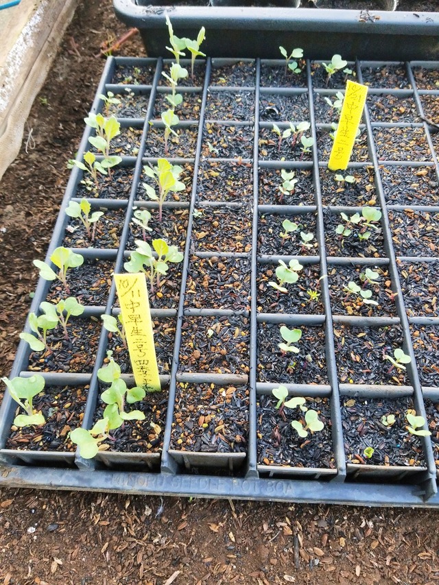 IMG_20231101_073727_DRO_copy_1512x2016