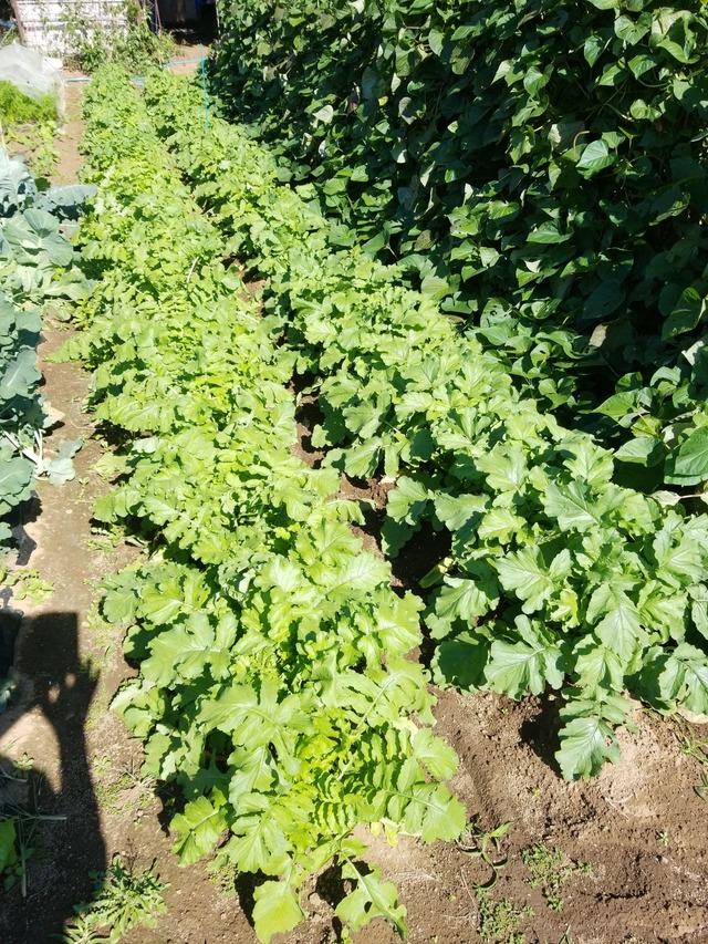 IMG_20231021_102155_copy_1512x2016