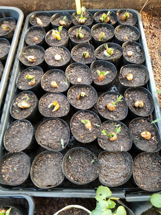 落花生の種のランクと発芽状態 のじさんの徒然草