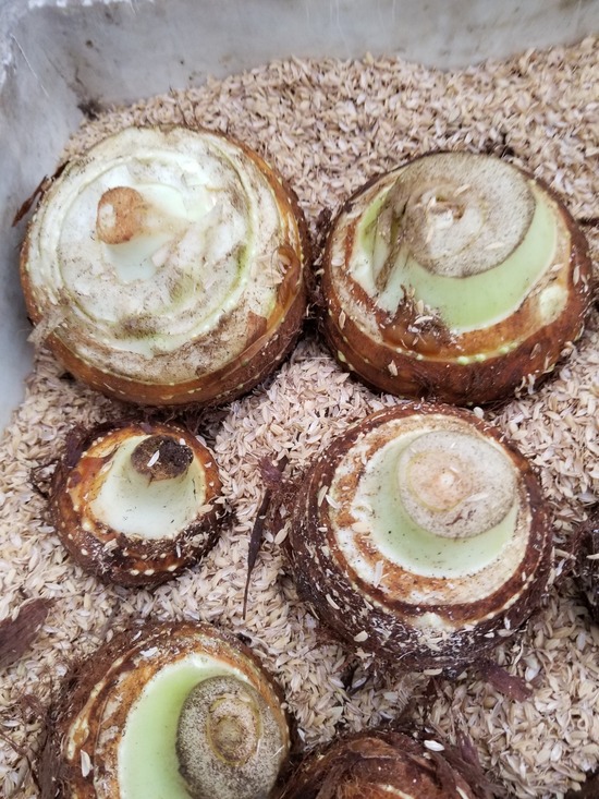 20191119_075517-1620x2160