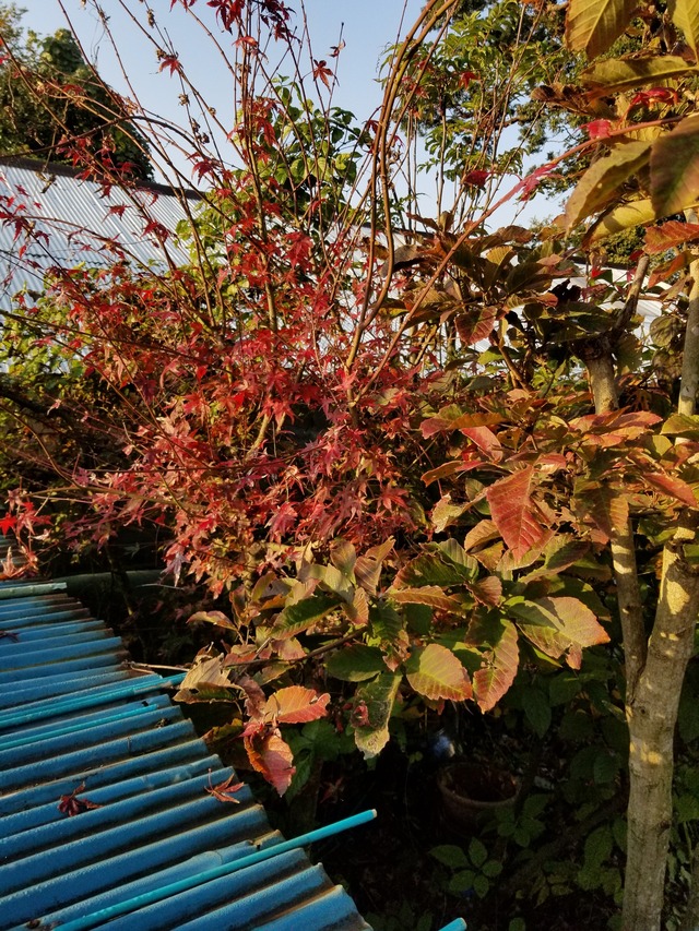 20201117_073401_copy_2268x3024