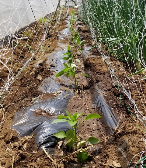 ピーマン シシトウ類の定植と支柱立て のじさんの徒然草