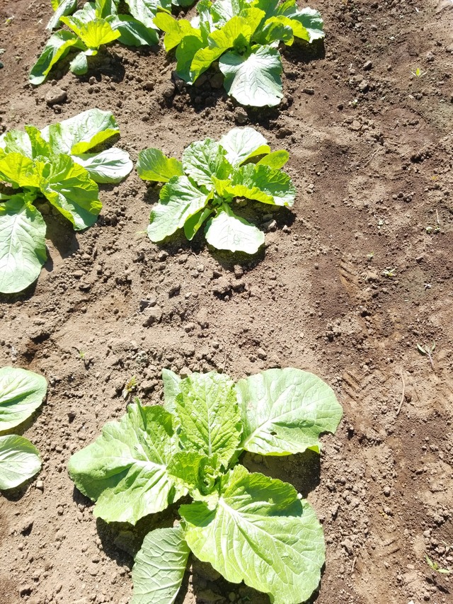 IMG_20231006_105348_copy_1512x2016