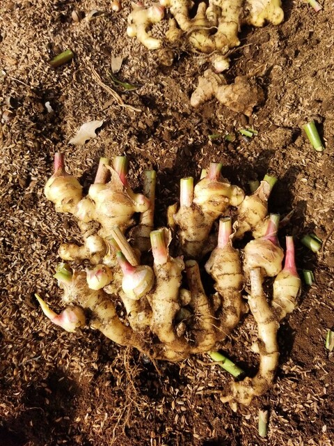 芋類の芽出し つくね芋 生姜 紫ダイジョ ナス科の育苗 : のじ