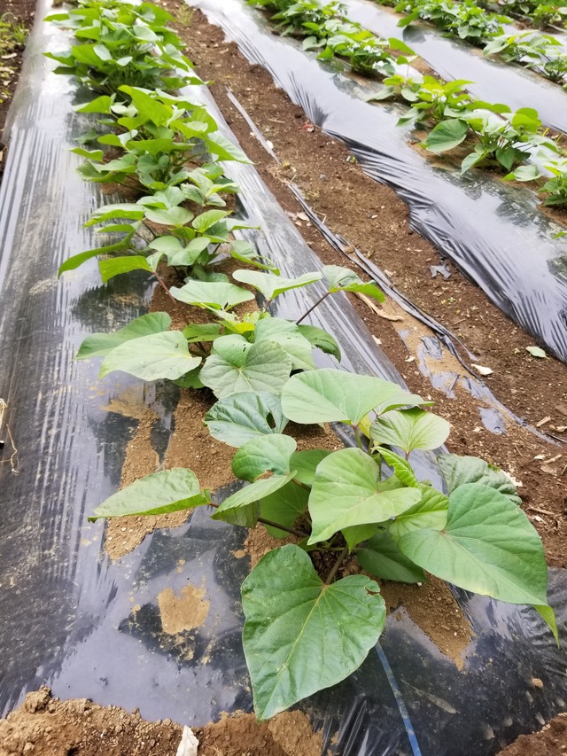 20210607_085602_copy_2268x3024