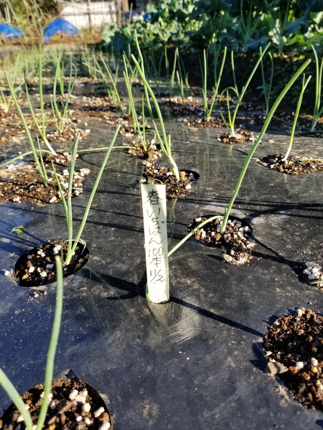 植え付けた玉ねぎ苗の様子 のじさんの徒然草
