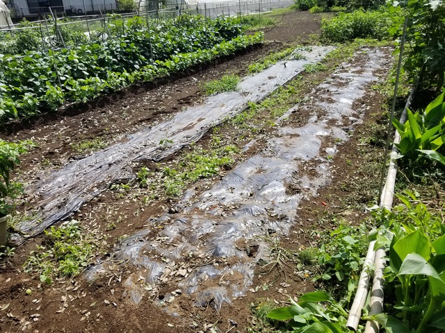 20210910_105918_copy_3024x2268