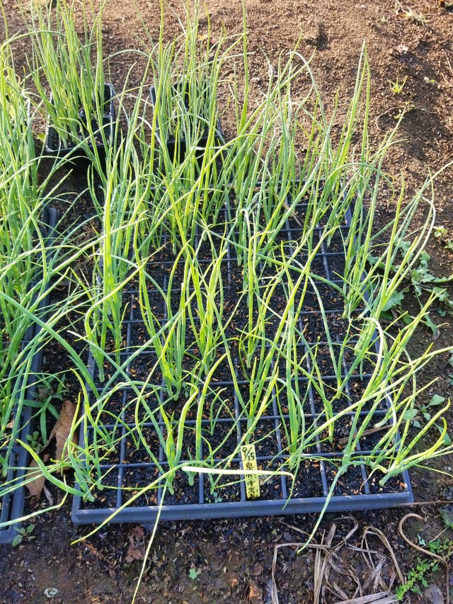 IMG_20231101_074253_DRO_copy_1512x2016