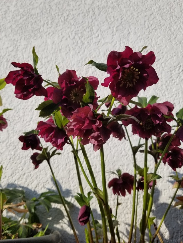 20230320_072712_copy_1209x1612