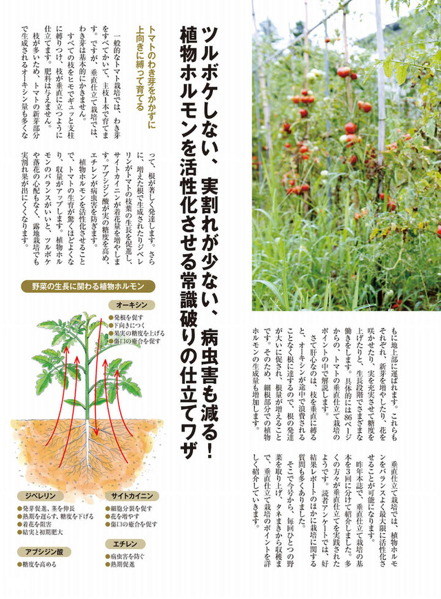 道法垂直仕立て栽培 のじさんの徒然草 道法垂直仕立て栽培 のじさんの徒然草