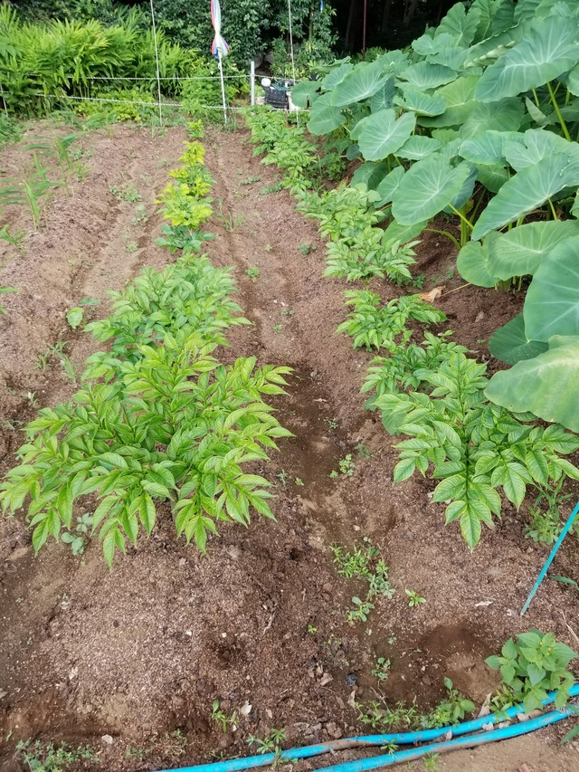 20210803_075452_copy_2268x3024