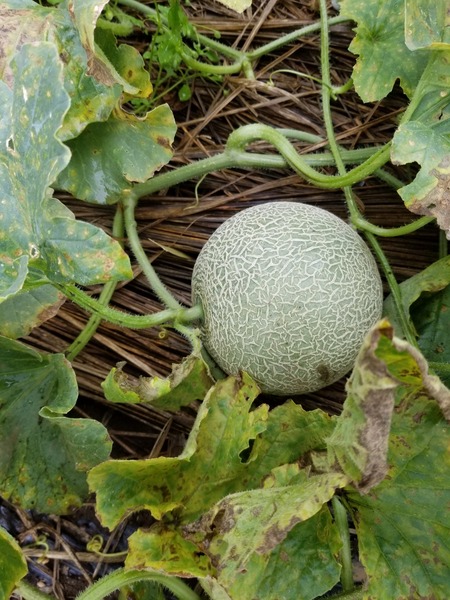 20190707_094553-1620x2160