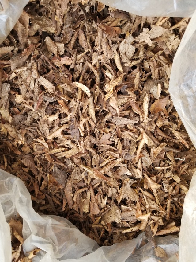 20210105_074920_copy_2268x3024