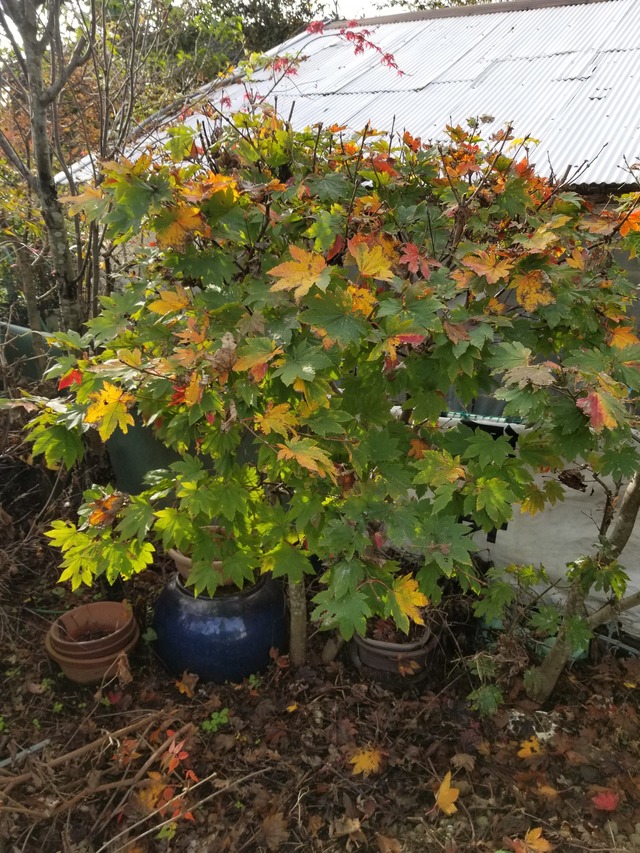 20211110_081140_copy_2268x3024