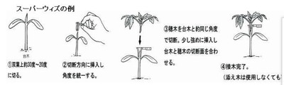 ナスの接木 チューブ接ぎ イメージのシュミレーション のじさんの徒然草 ナスの接木 チューブ接ぎ イメージのシュミレーション のじさんの徒然草