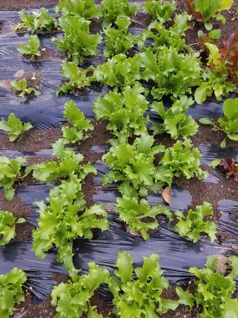 1010植え付け
